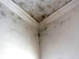 Best Commercial Mold Inspection in Maplewood, MN