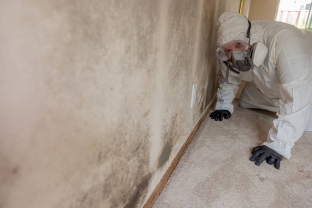 Why You Should Choose Our Mold Remediation Services in Maplewood, MN